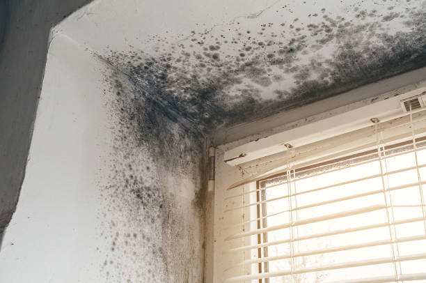 Trusted Mold Testing service in Anna, IL - Cheap Mold Removal